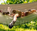 Campgrounds with dogs allowed