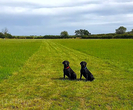 Dog friendly campsites South Africa
